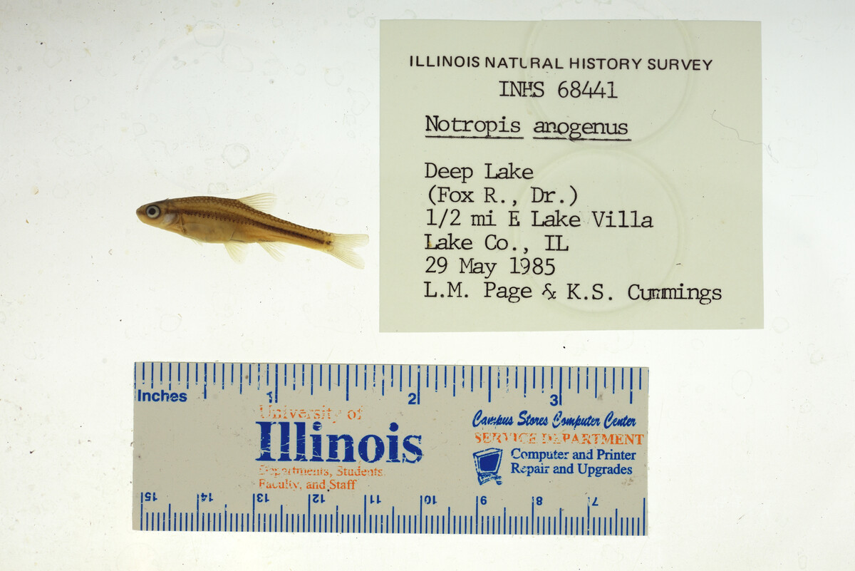 Notropis anogenus image