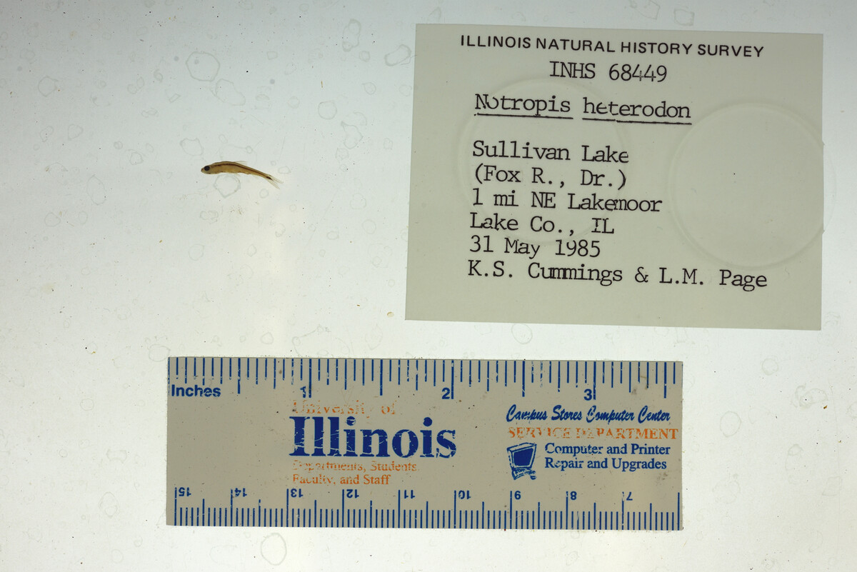 Notropis heterodon image