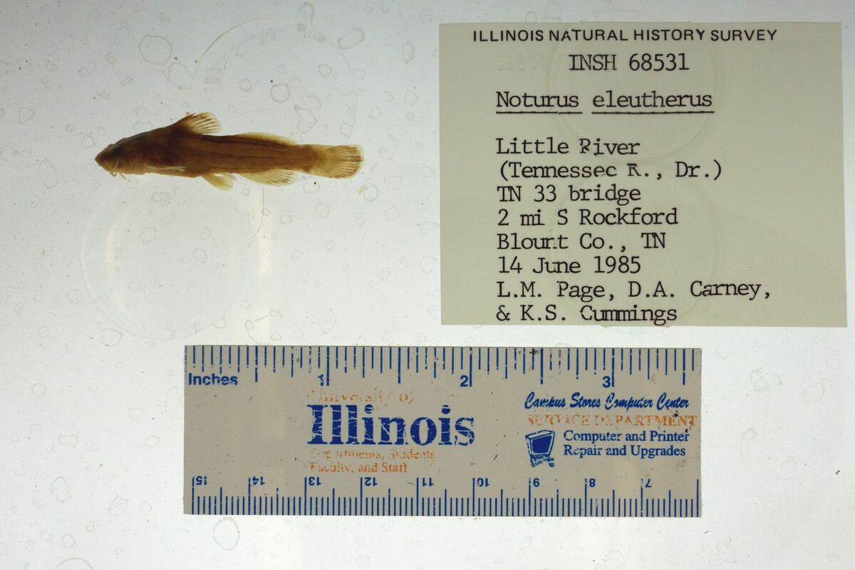 Noturus eleutherus image