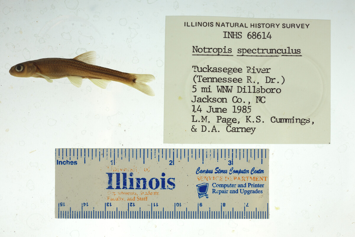 Notropis spectrunculus image