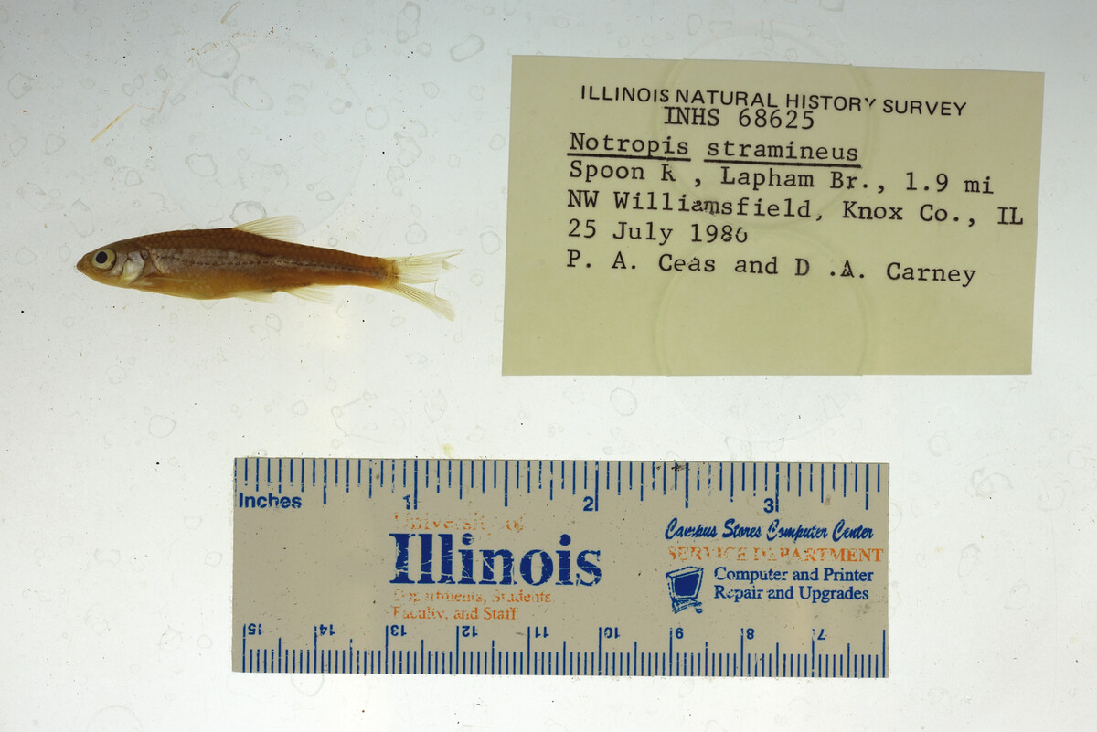 Notropis chiliticus image
