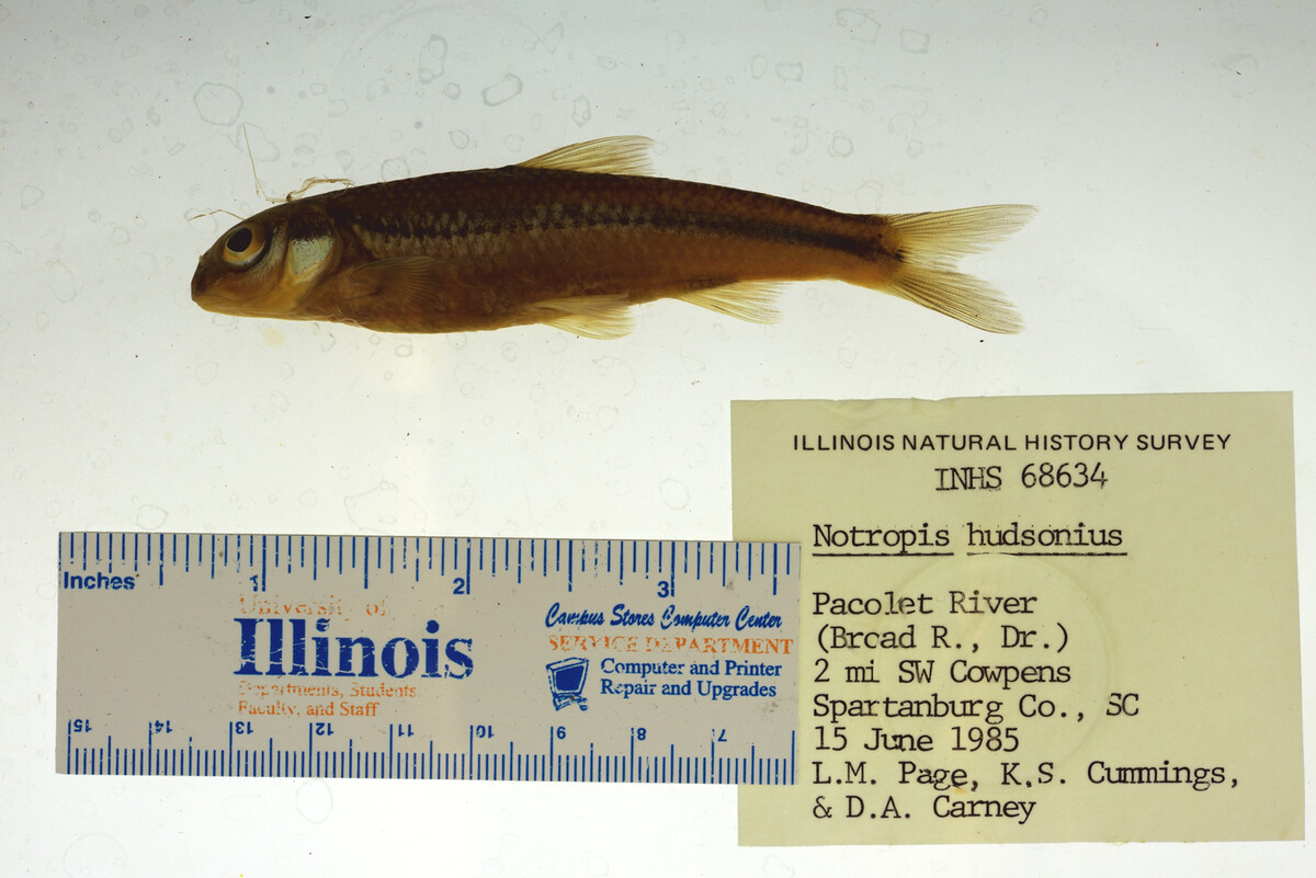 Notropis hudsonius image