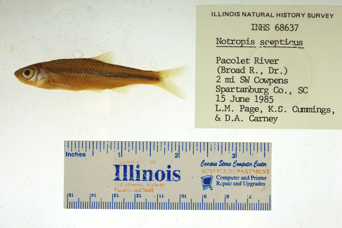 Notropis scepticus image