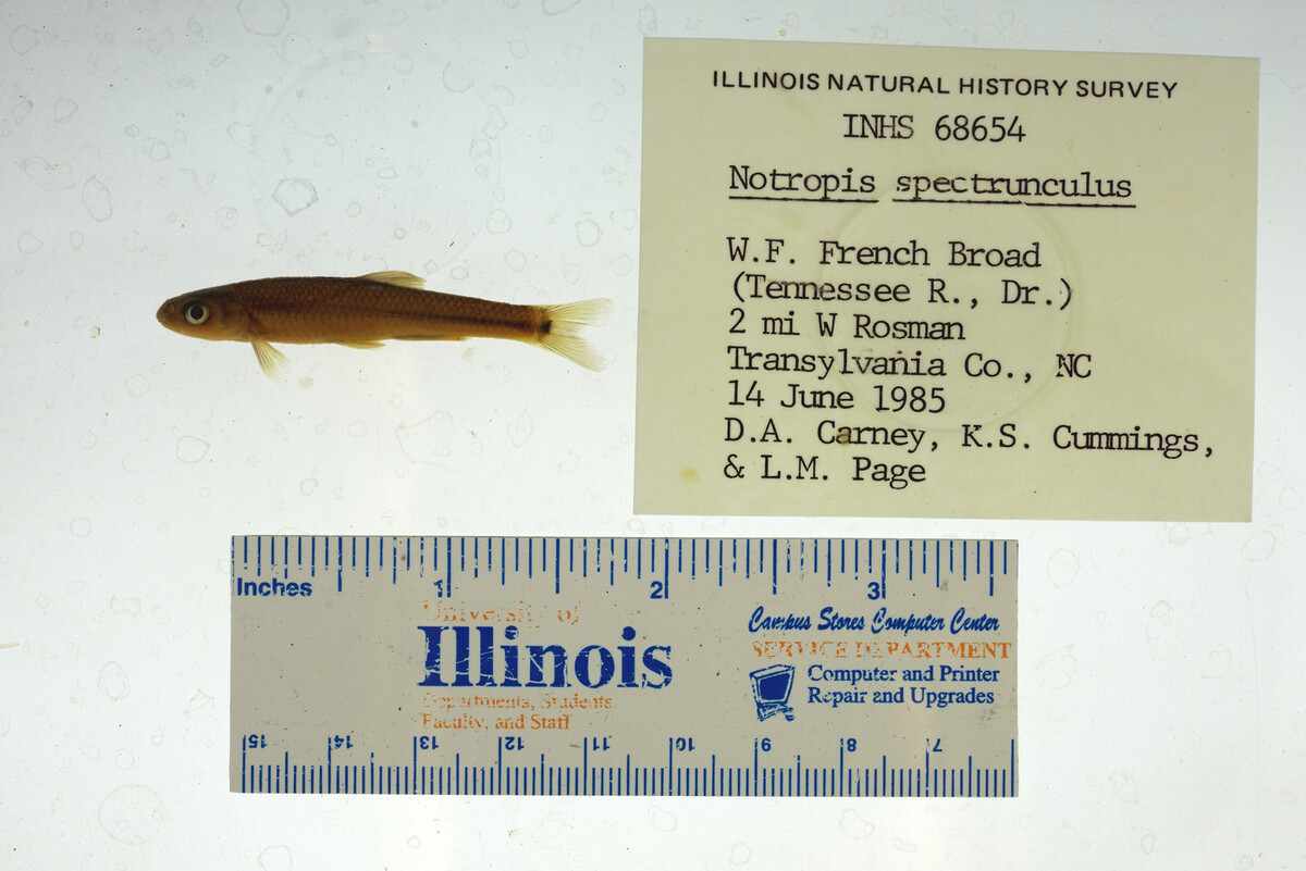Notropis spectrunculus image