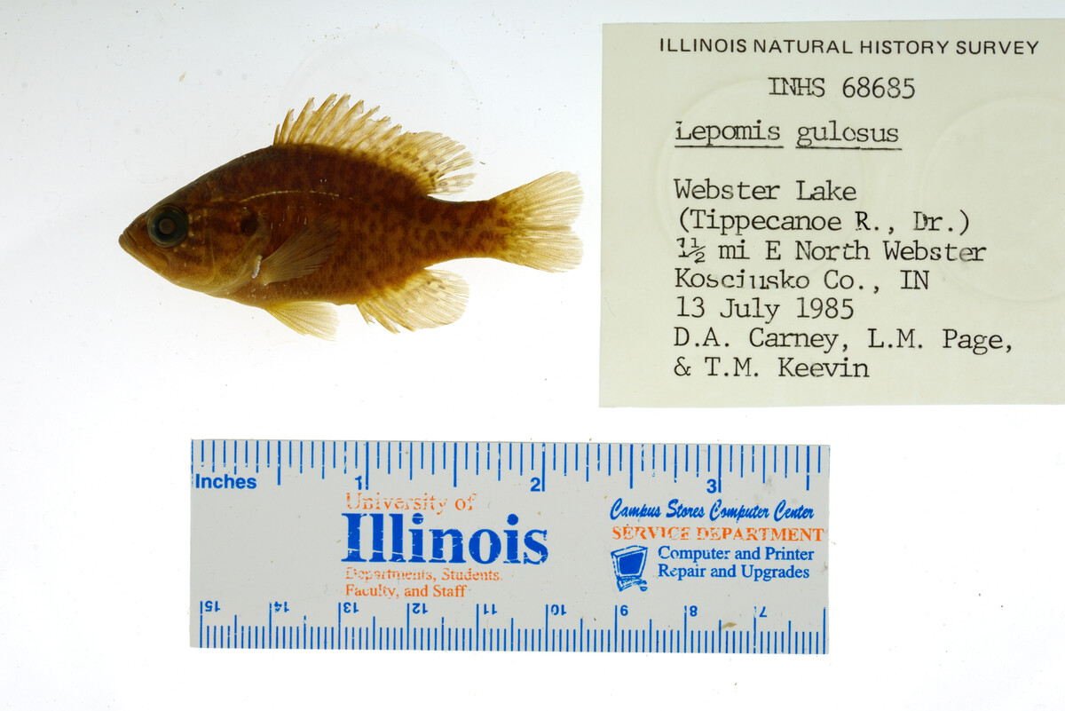 Lepomis gulosus image