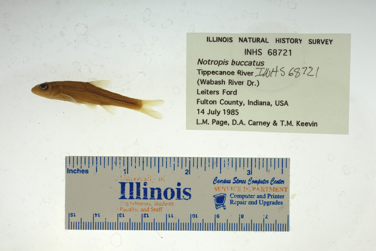 Notropis buccatus image