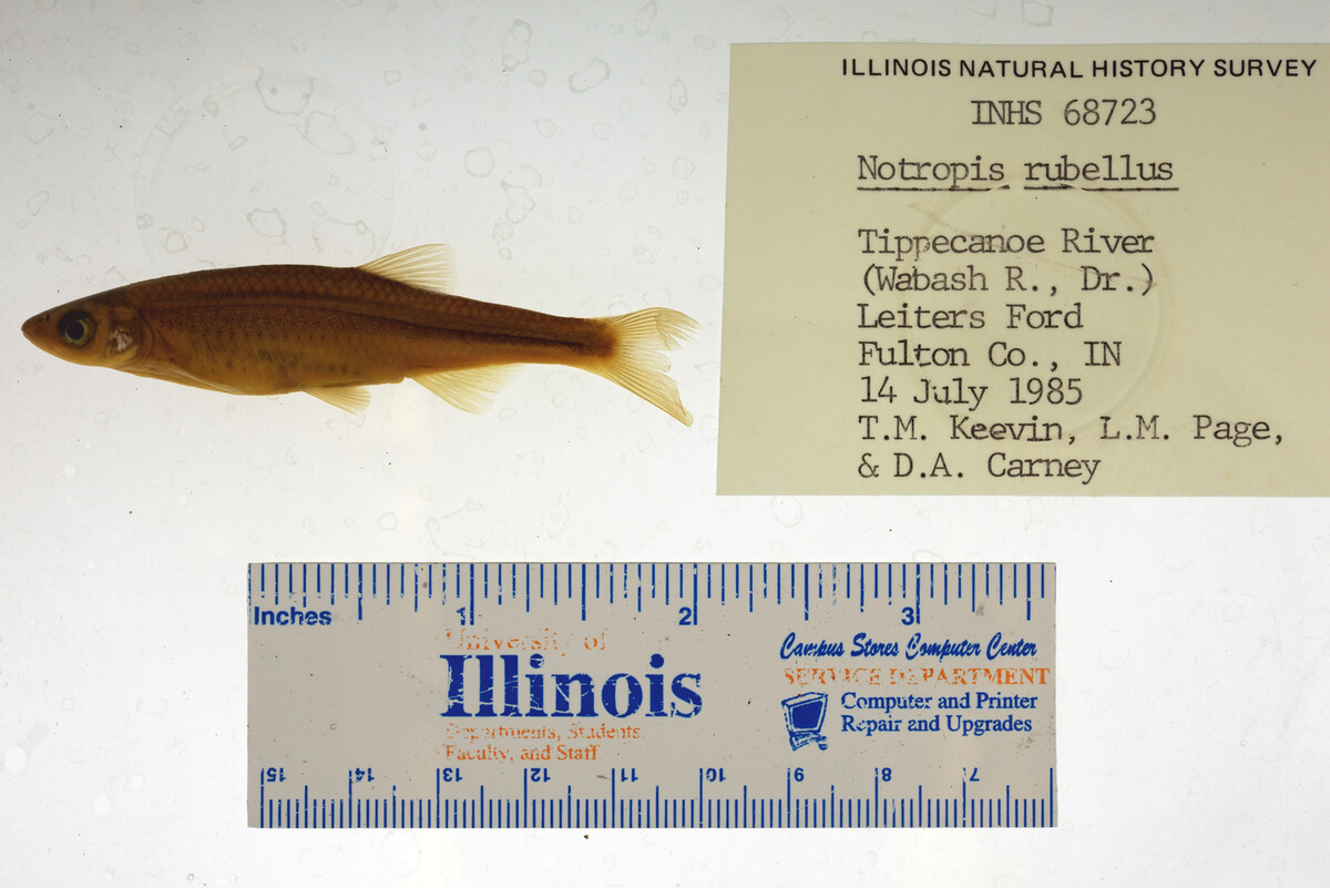 Notropis rubellus image