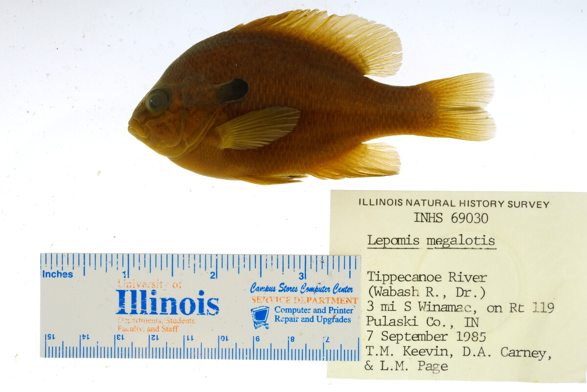 Lepomis megalotis image