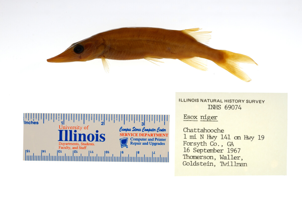 Esox niger image