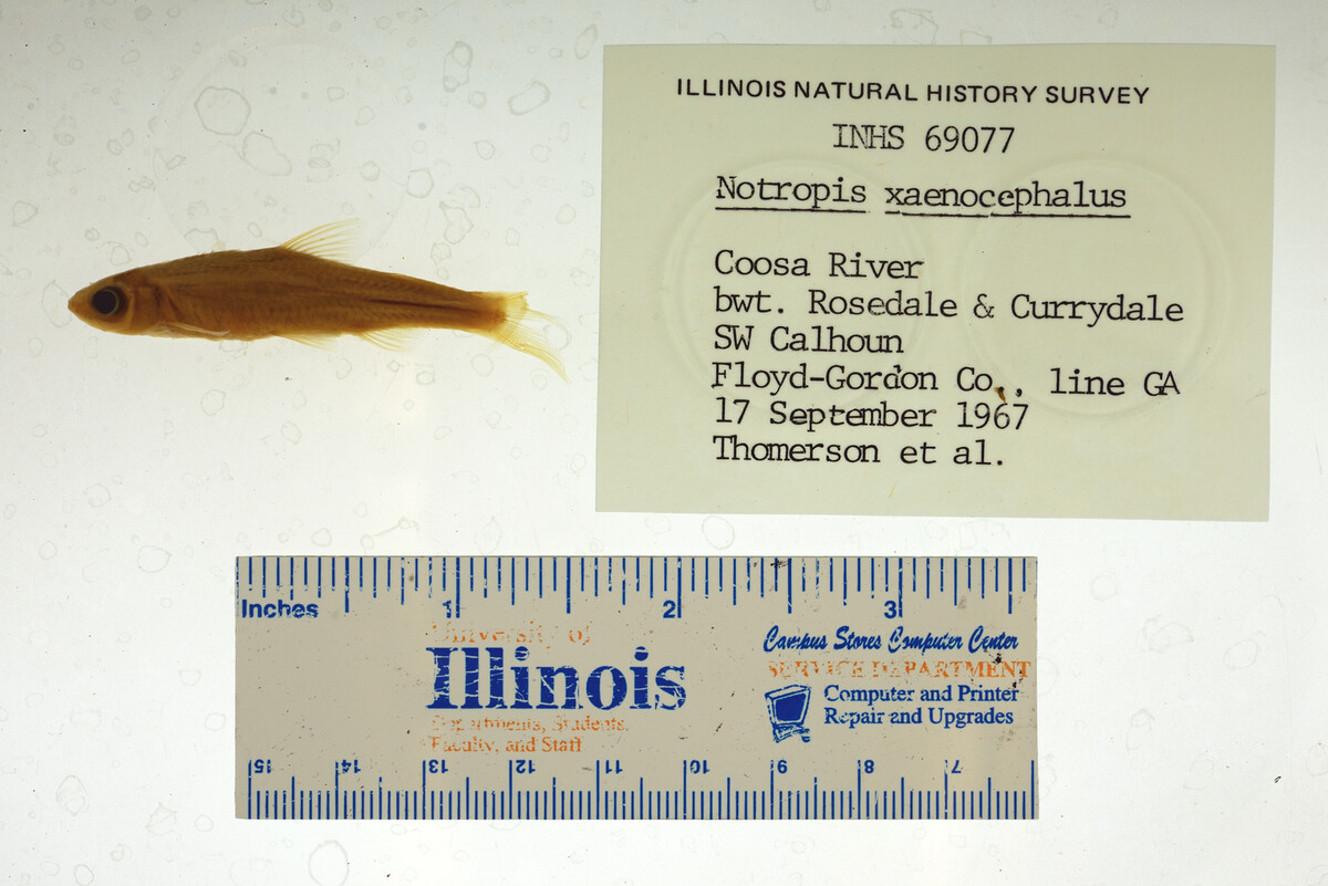 Notropis xaenocephalus image