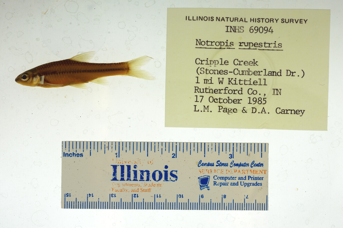 Notropis rupestris image