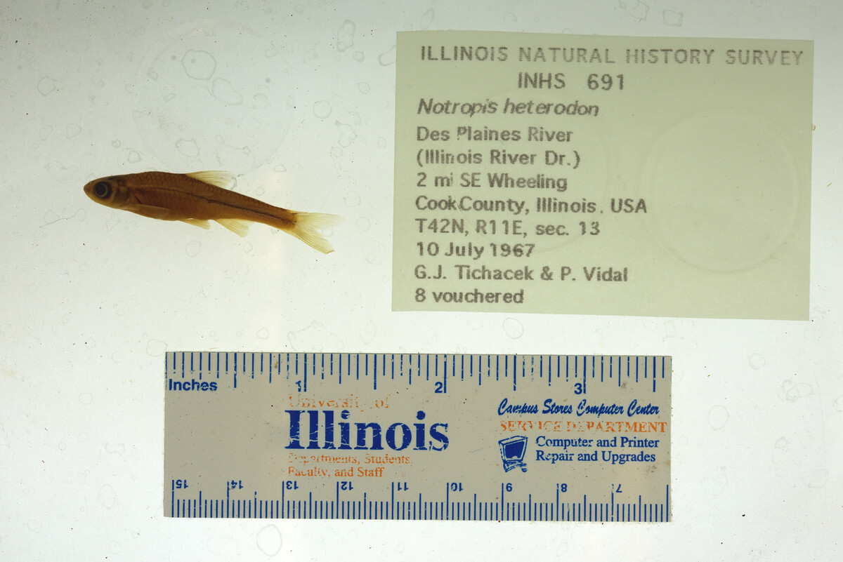 Notropis heterodon image