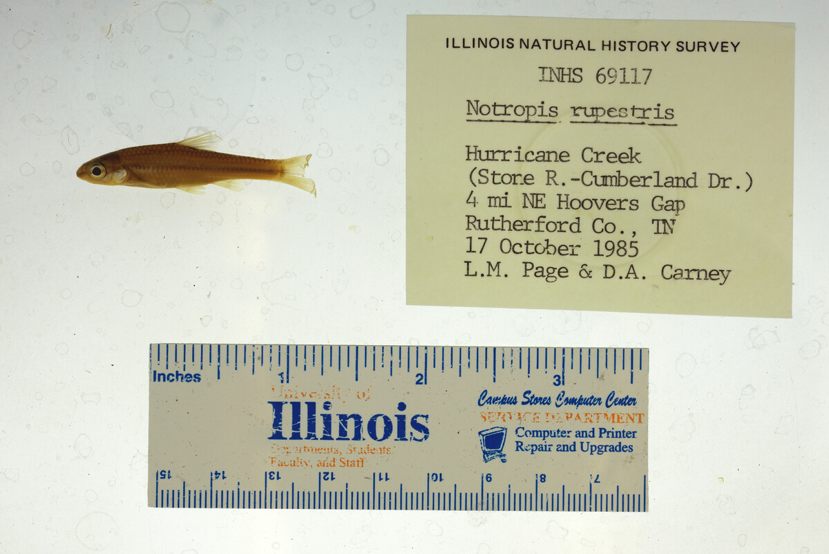 Notropis rupestris image