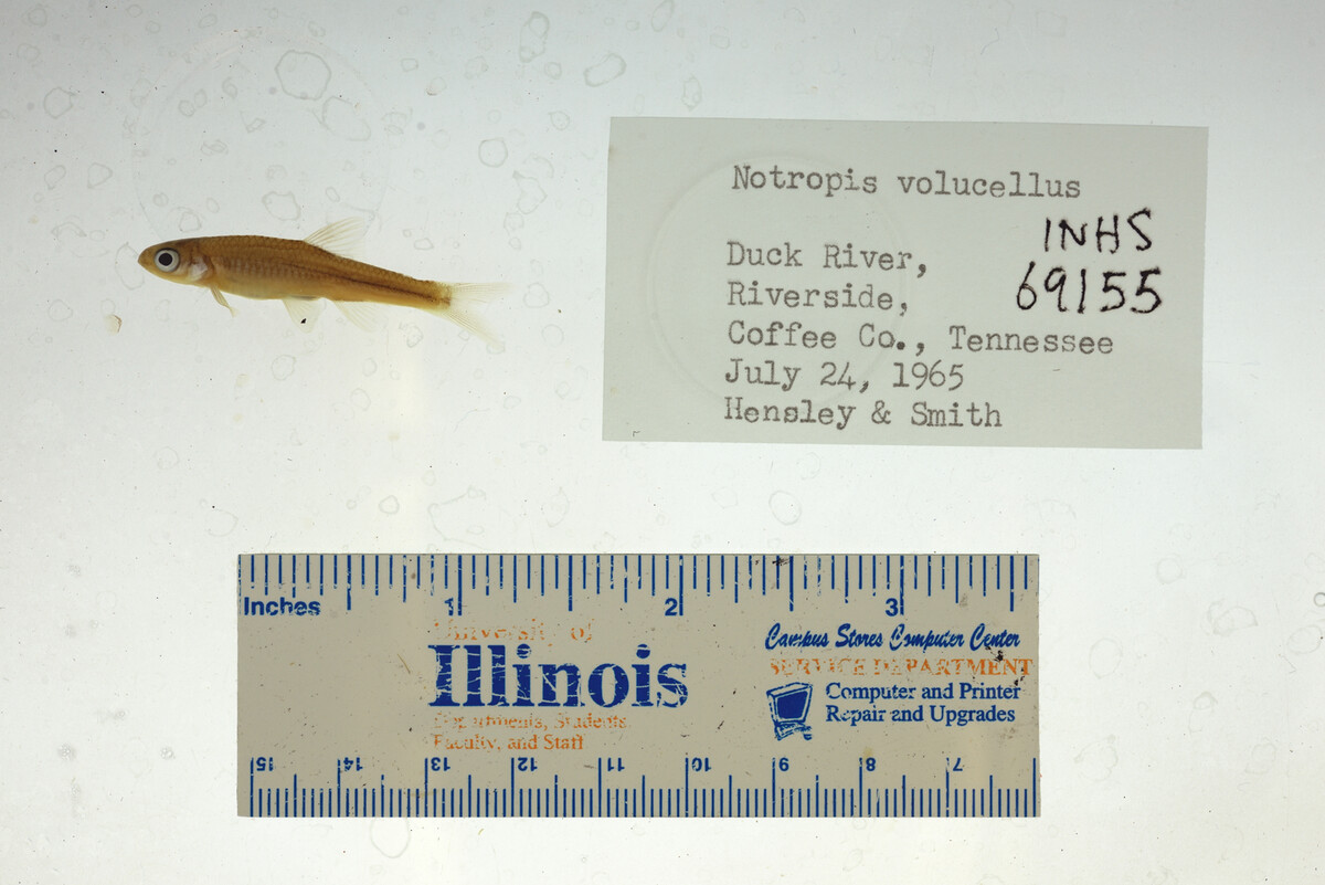 Notropis volucellus image