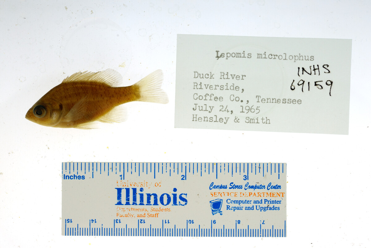 Lepomis microlophus image