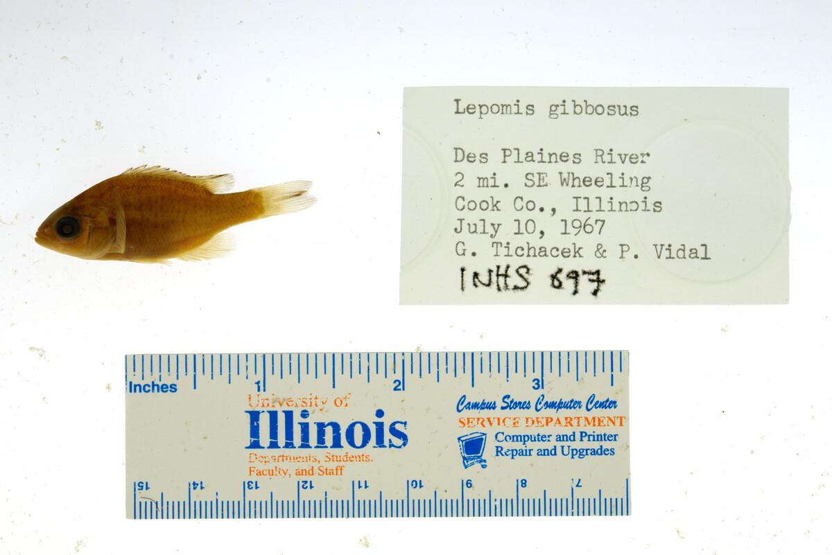 Lepomis gibbosus image