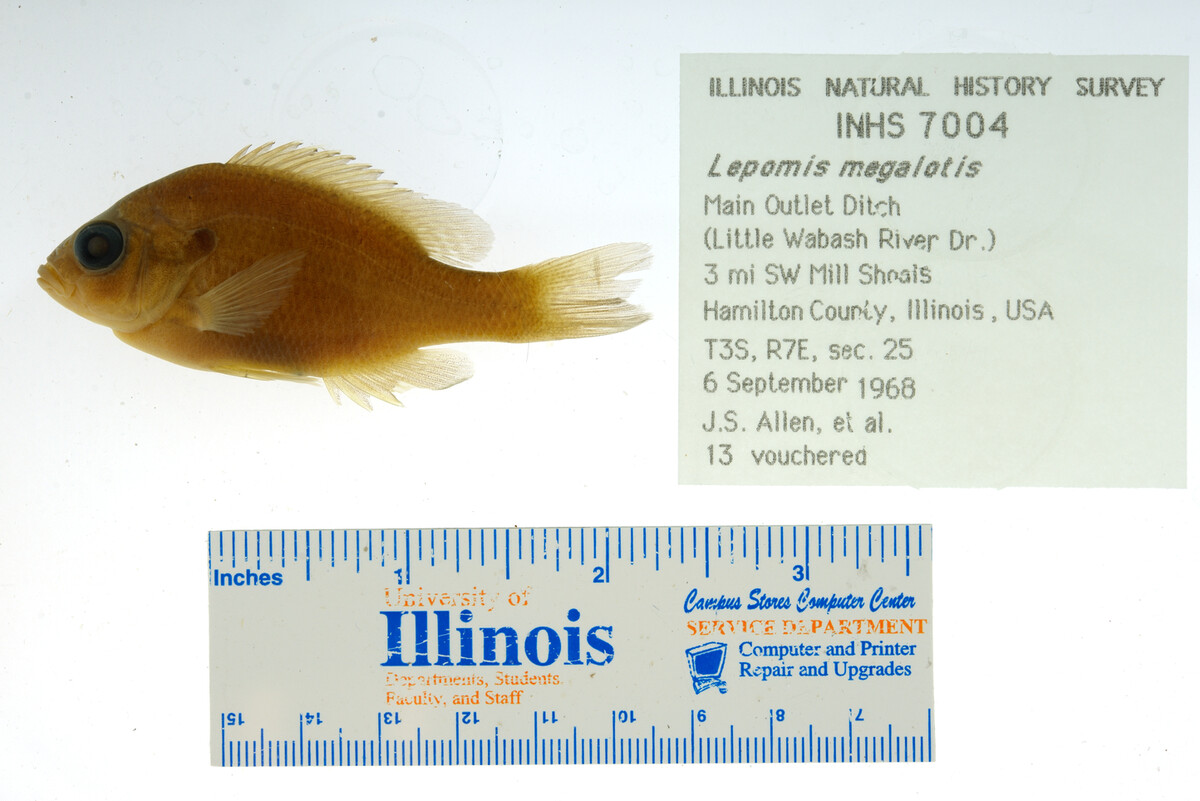 Lepomis megalotis image