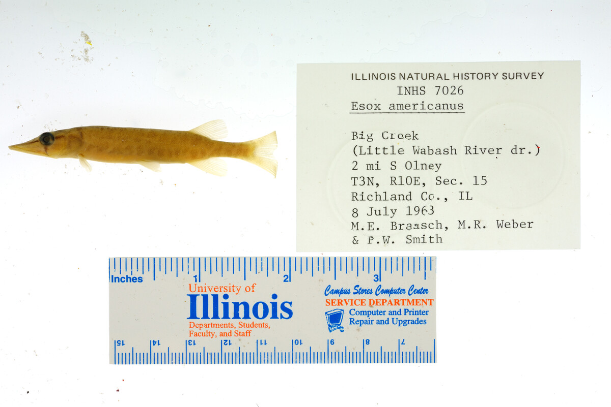 Esox americanus image