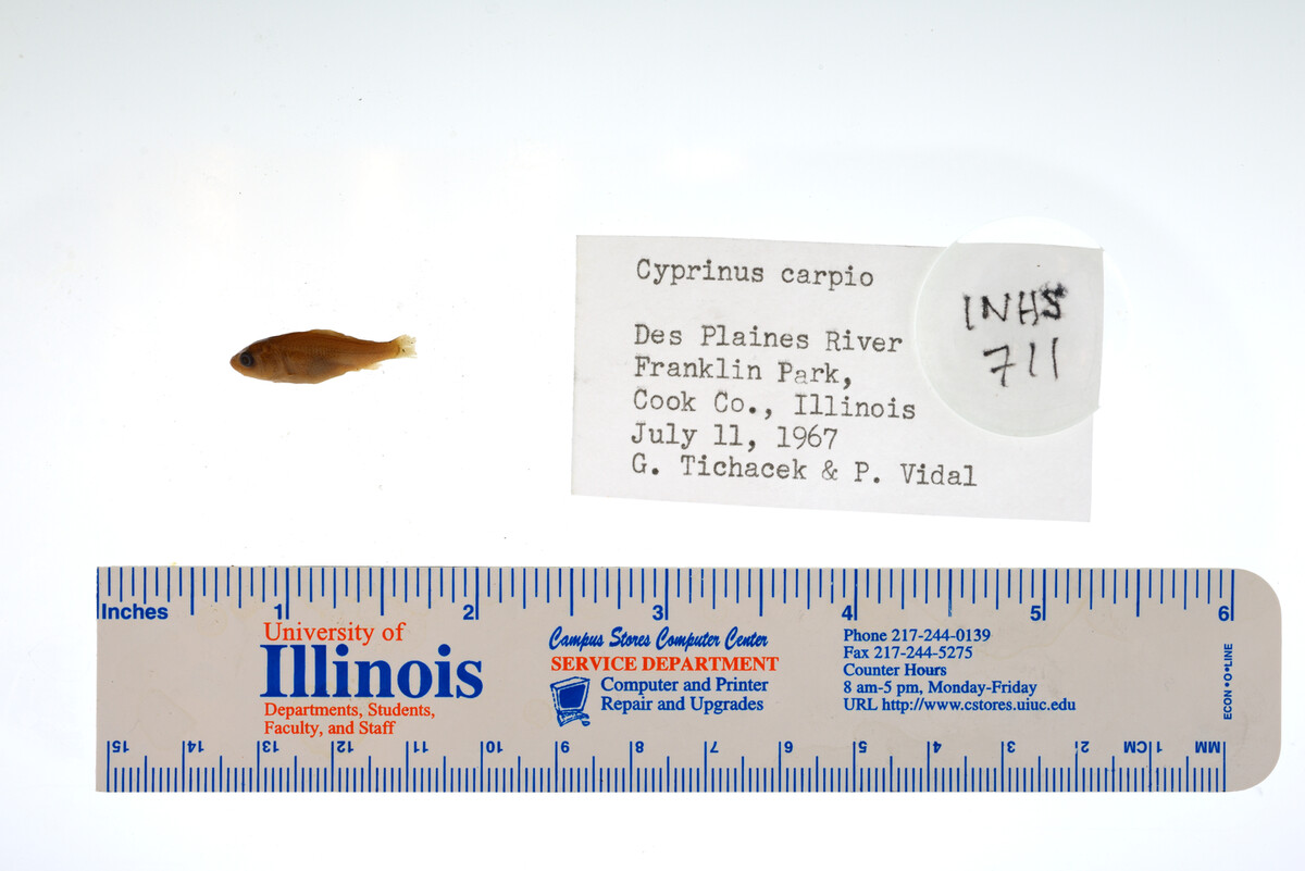 Cyprinus carpio image