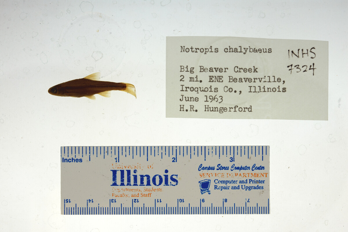 Notropis chalybaeus image