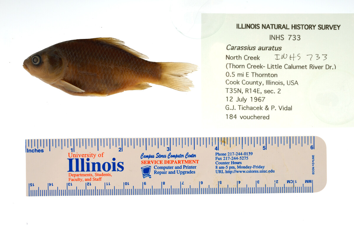 Carassius auratus image
