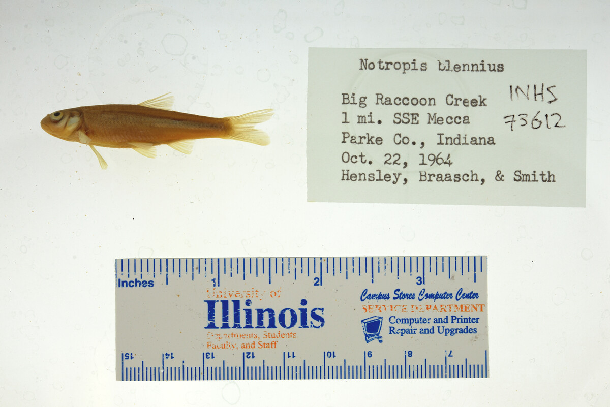 Notropis blennius image