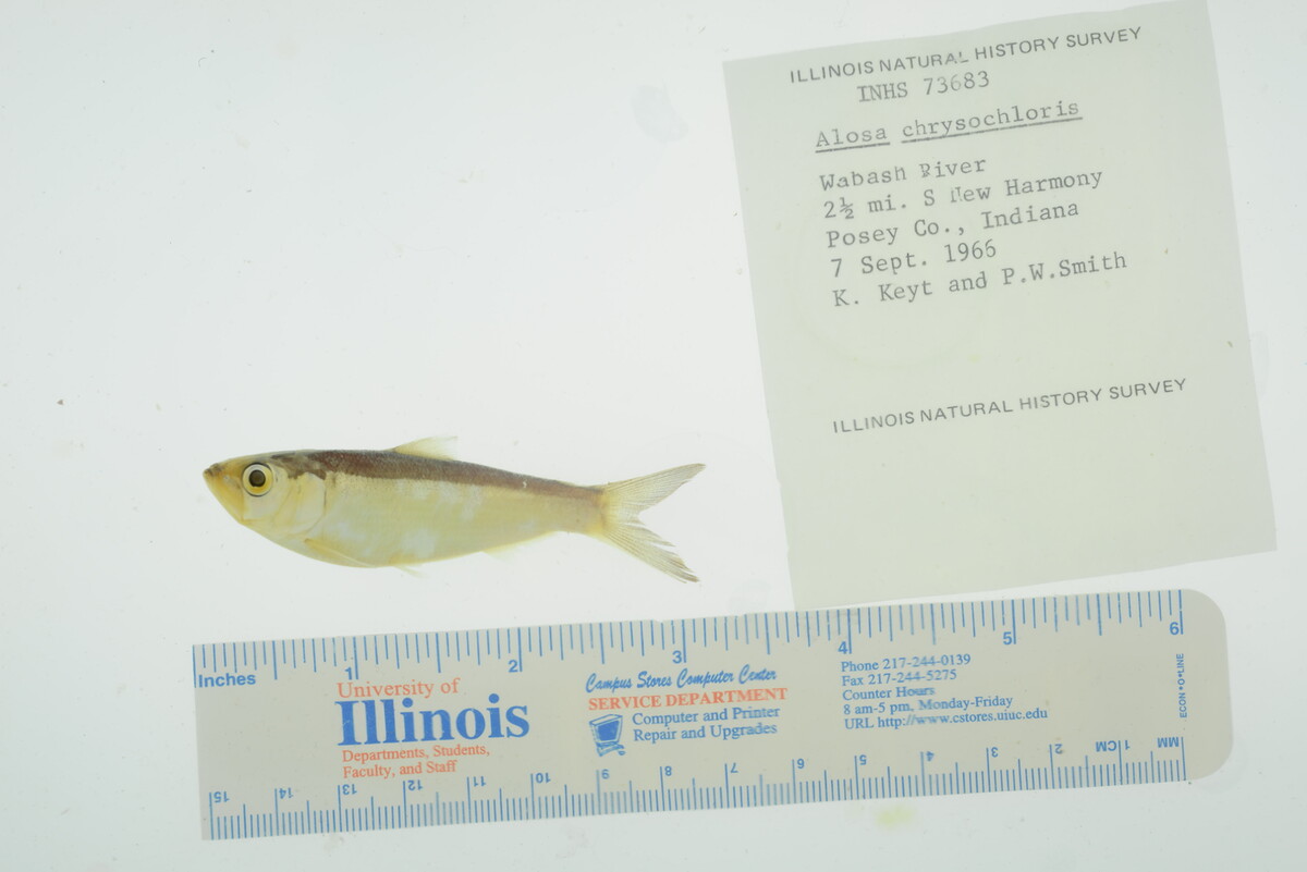 Alosa image