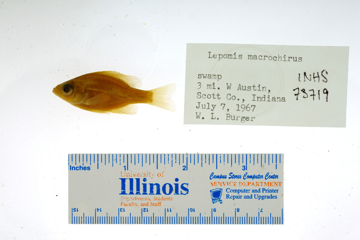 Lepomis macrochirus image
