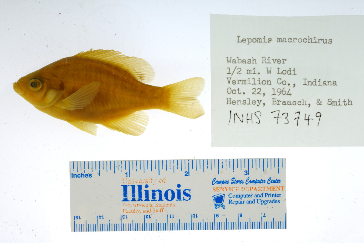 Lepomis macrochirus image