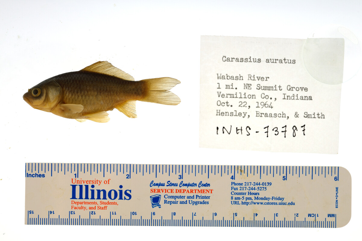 Carassius auratus image