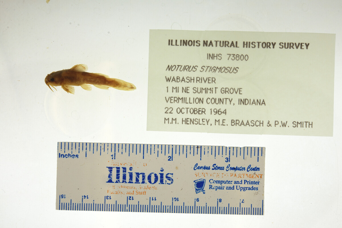 Noturus stigmosus image