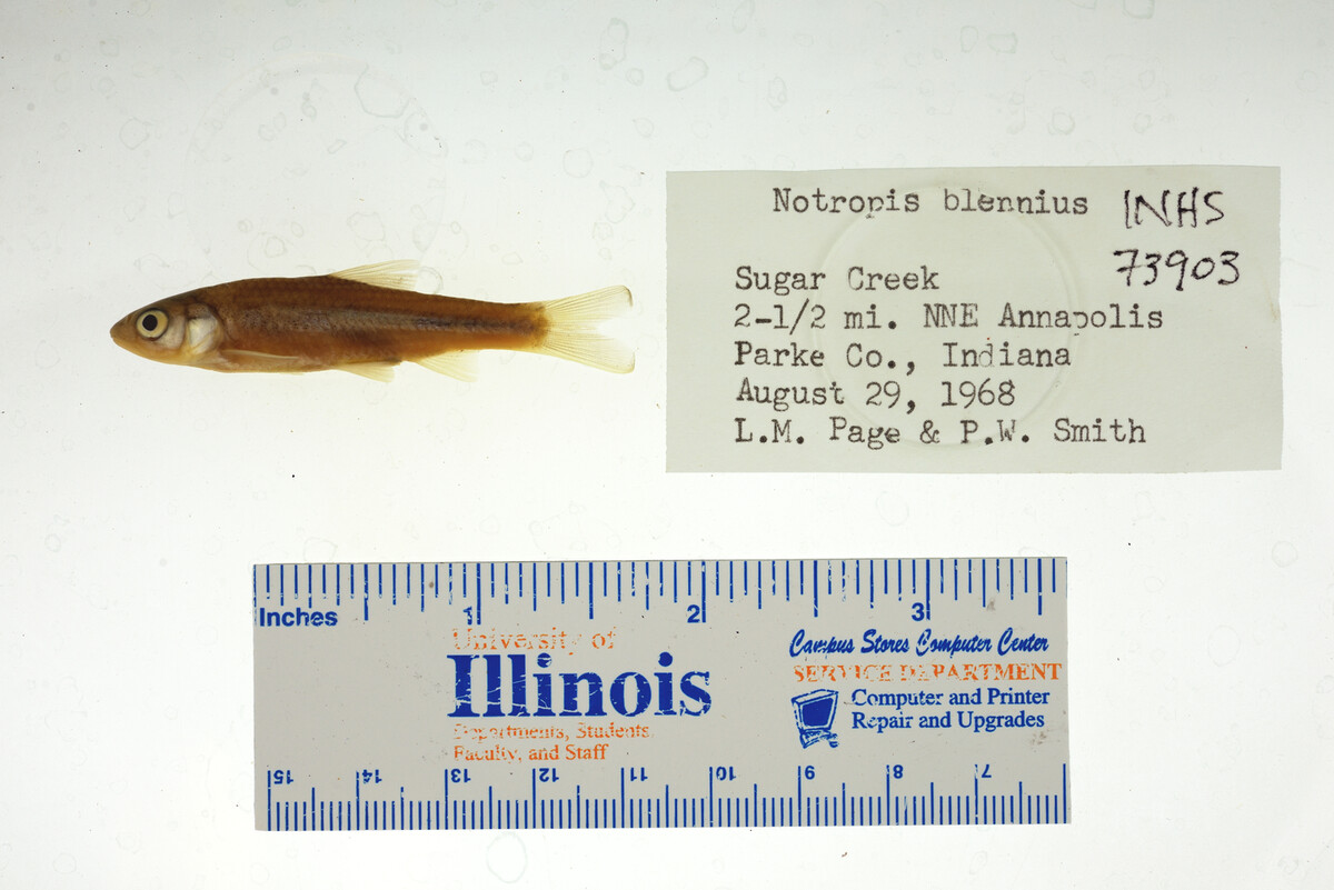 Notropis blennius image