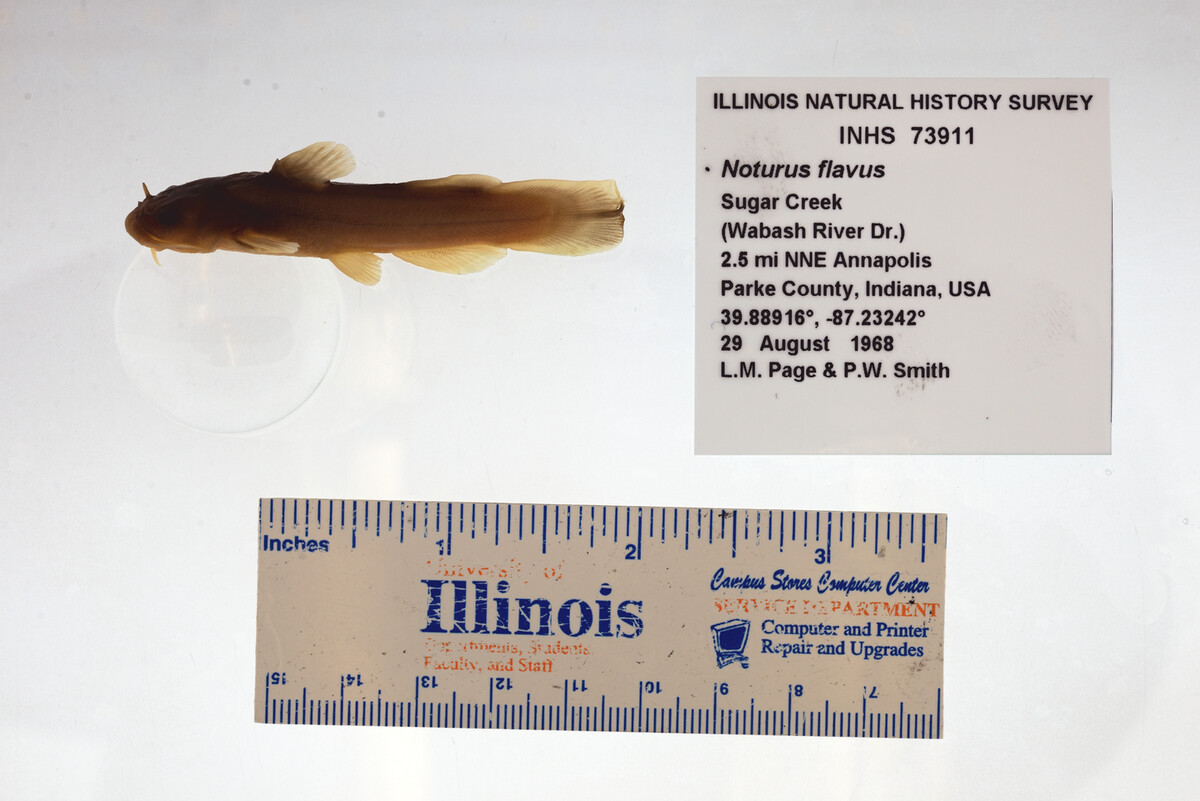 Noturus flavus image