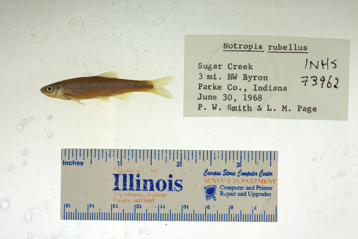 Notropis percobromus image