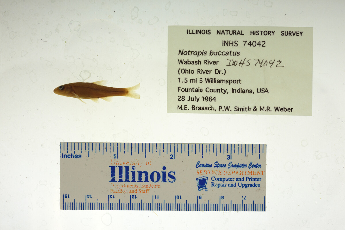 Notropis buccatus image
