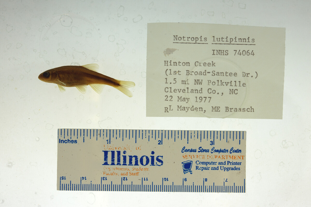 Notropis lutipinnis image