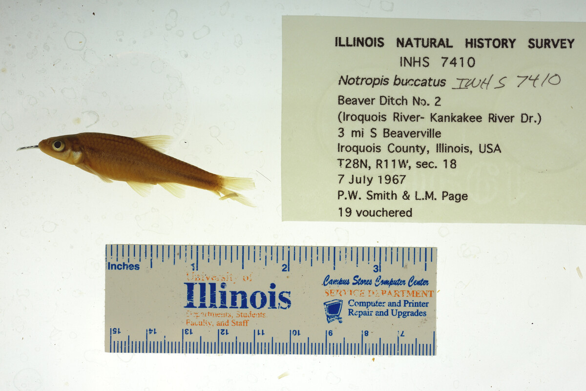 Notropis buccatus image