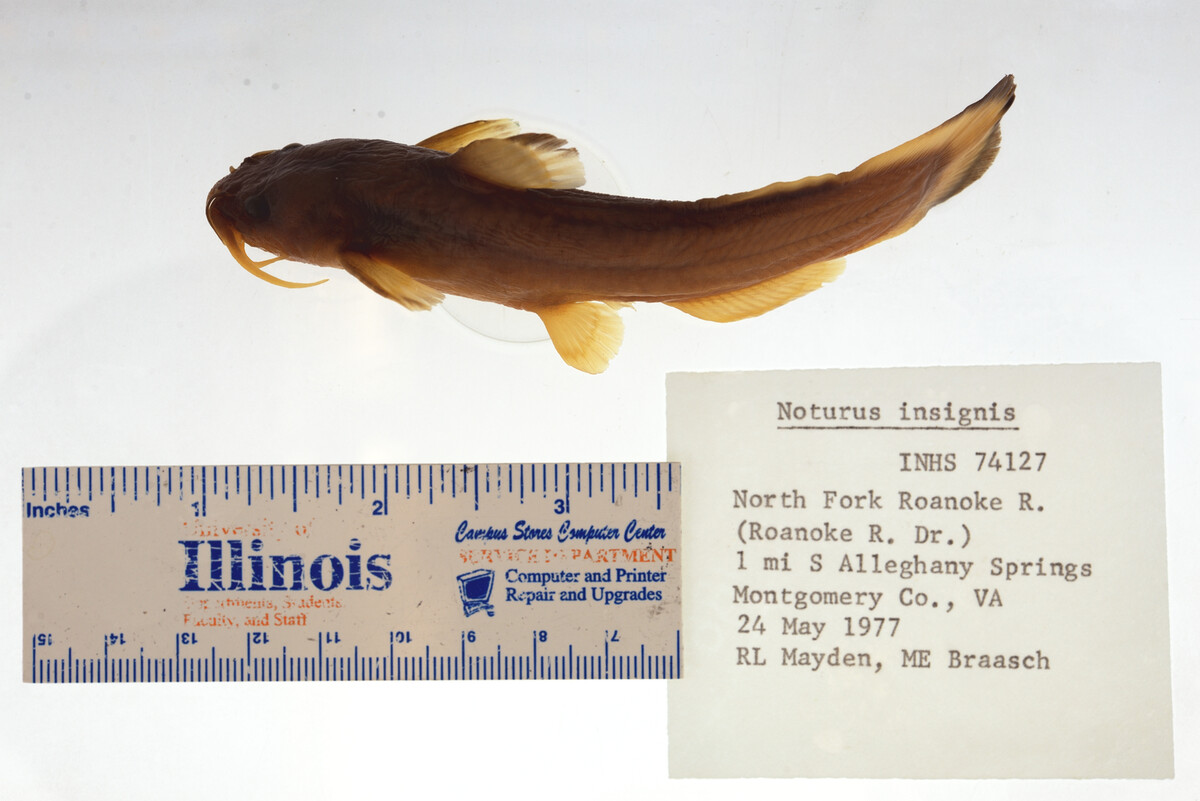 Noturus insignis image