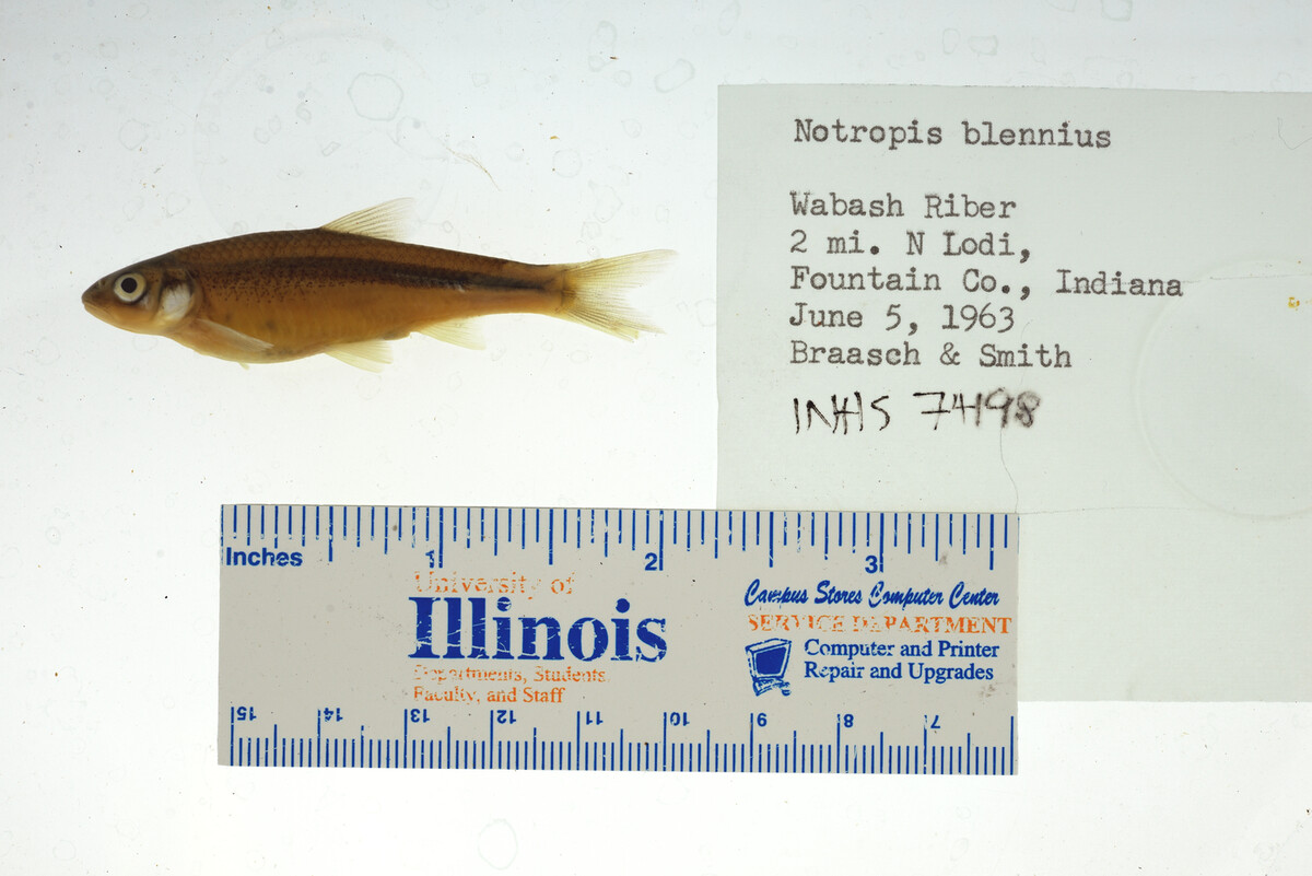 Notropis blennius image