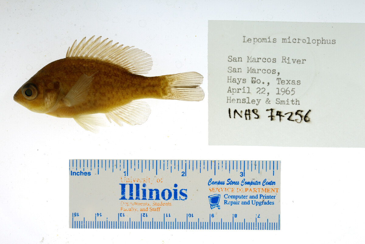 Lepomis microlophus image