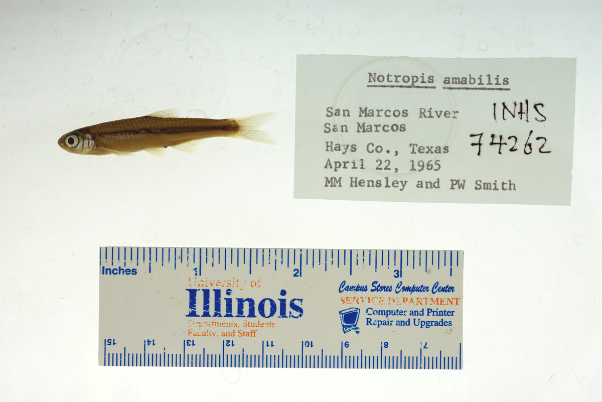 Notropis amabilis image