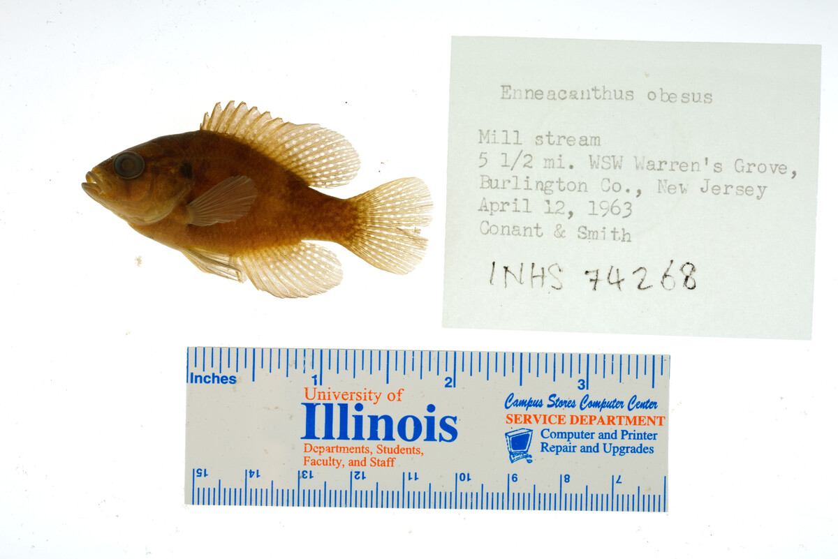 Enneacanthus obesus image