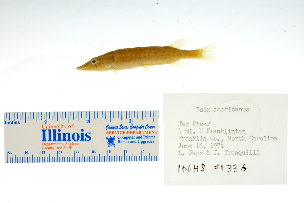Esox image