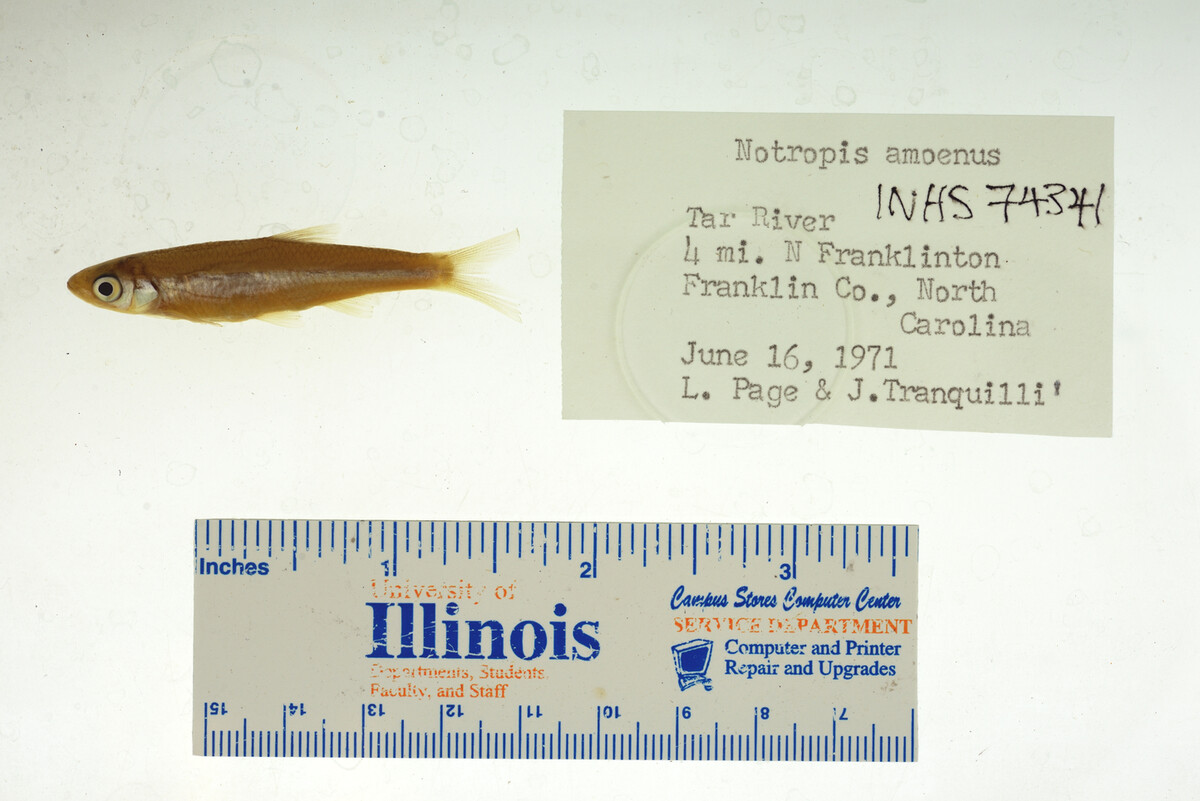 Notropis amoenus image