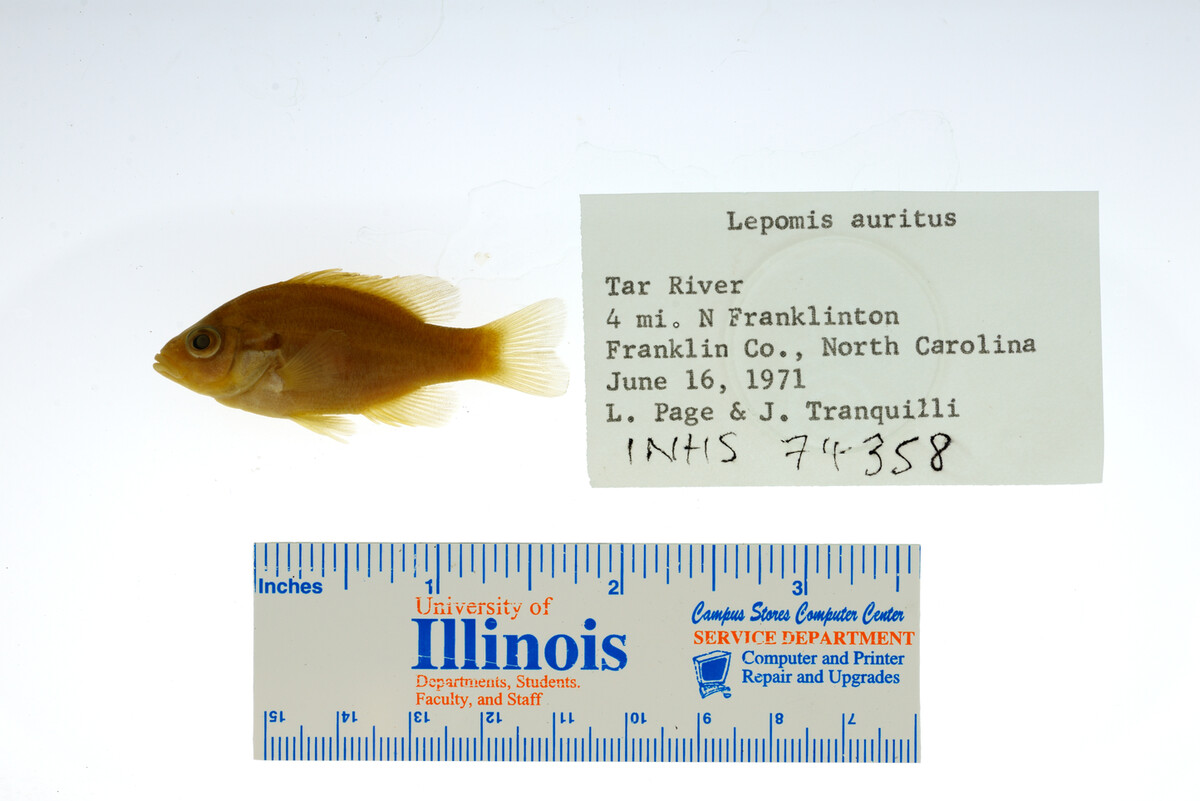 Lepomis auritus image