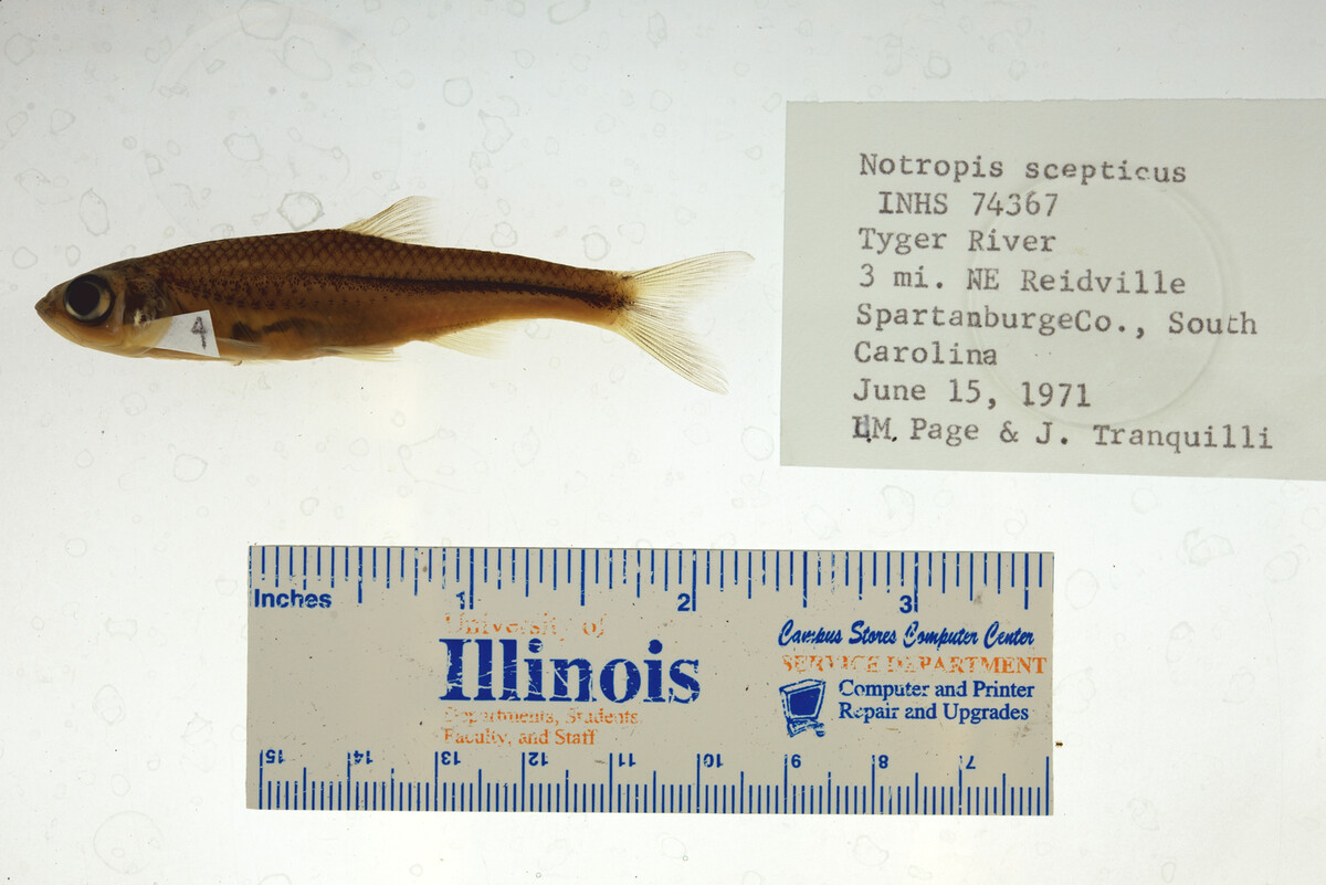 Notropis scepticus image