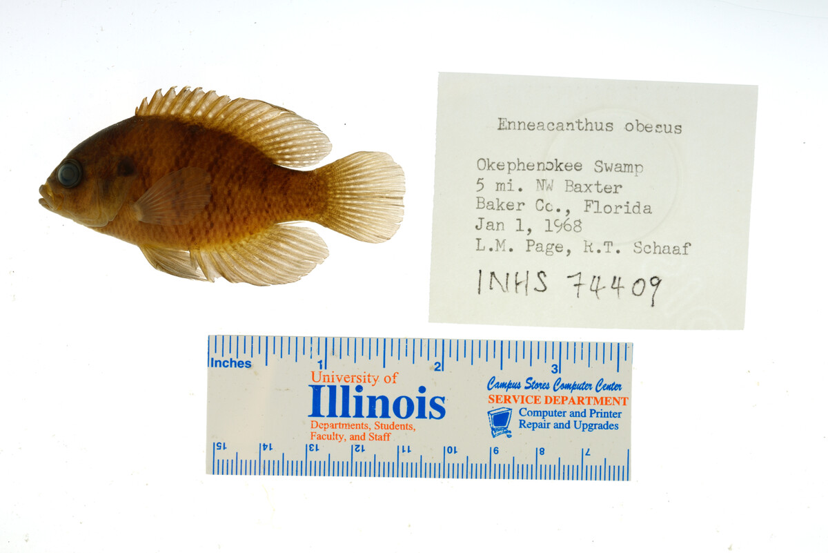 Enneacanthus obesus image