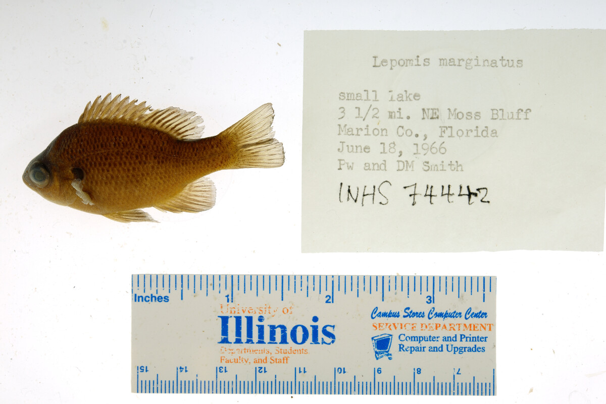 Lepomis marginatus image