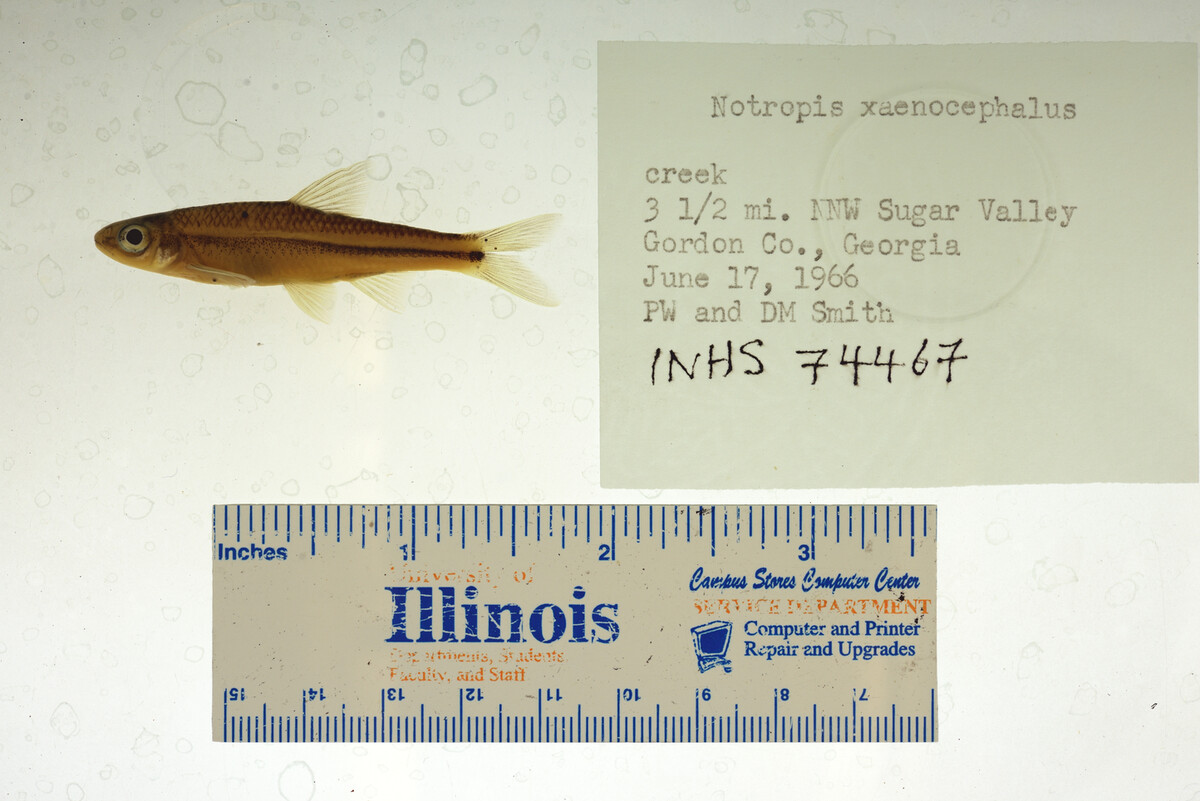 Notropis xaenocephalus image