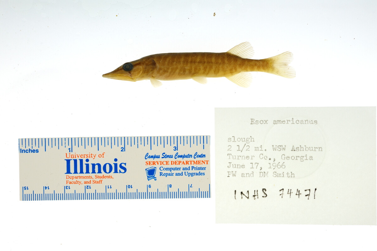 Esox americanus image